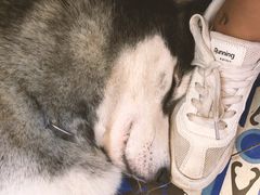 -more than meow吴止猫主题餐厅(承德 中船汇店)