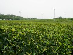 -雪绿茶博物馆
