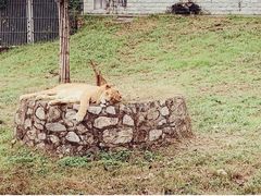 -西安秦岭野生动物园