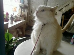 -Babycat私家御饼屋(龙头路一店)