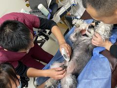 -美联众合动物医院·24h京西诊疗中心