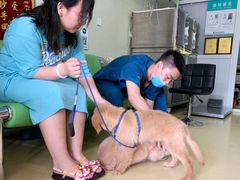 -瑞派宠物医院·犬猫全科·猫友好(宾水西道店)