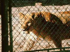 -鄂尔多斯野生动物园