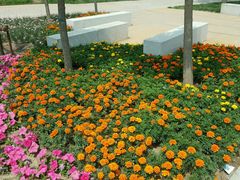 -武清南湖绿博园