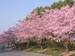 -顾村公园