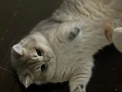 -Bastet sally猫舍购宠(静安店)