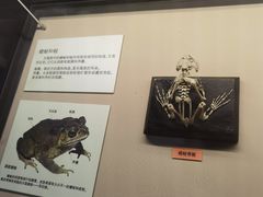 -天津自然博物馆