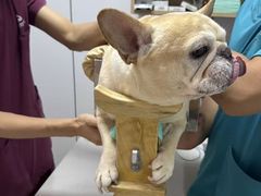 -西安京西宠物医院·瘫痪·疑难杂症