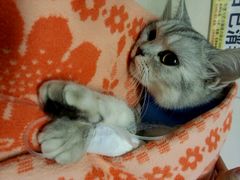 android_upload_pic-美联众合动物医院·24h京西诊疗中心