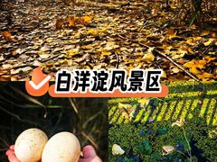 -白洋淀景区