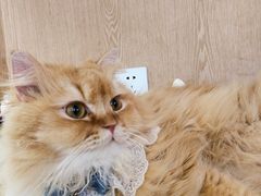 -MOCHA明星猫咖(田子坊店)