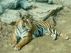 -北京野生动物园