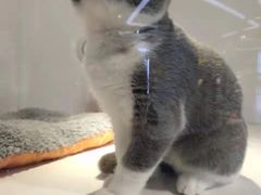 -龟与熊猫宠物公园(南坪店)