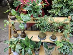 -循礼门鲜花花市(武汉循礼门店)