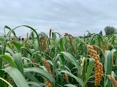 -中国天府农业博览园