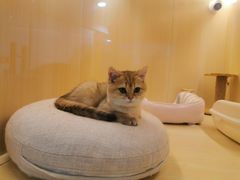 -momokira米努特·德文卷毛猫·棉花面纱犬