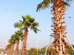 -宝安西湾红树林湿地公园