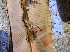 -里岛烤鱼(东港凯虹广场店)