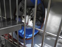 -瑞派名望24h动物医院异宠专科·猫专科·骨科·重症监护分院