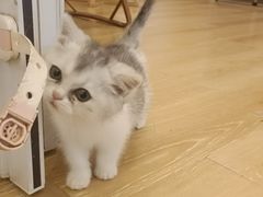 -猫咪派对(江南西店)