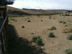 -新疆天山野生动物园