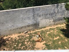 -西霞口神雕山野生动物世界