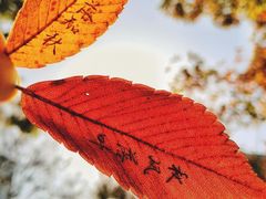 -呼吸森林·生态农庄农家乐私房菜