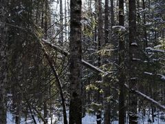 -峡谷浮石林景区