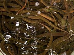 -铜元老码头鳝鱼火锅