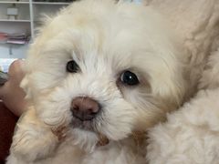 -顺强宠物诊所·狂犬免疫·夜诊·骨科(嘉定店)