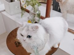 -共舞时光猫咖·狗咖(新街口店)
