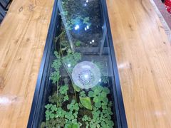 -红糖水都·女生特炖·中式滋补炖(北辰店)