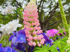 -深圳市中科院仙湖植物园