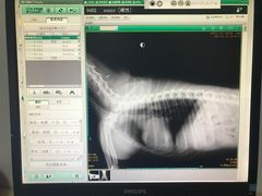 -康成宠物医院24H·CT·核磁共振