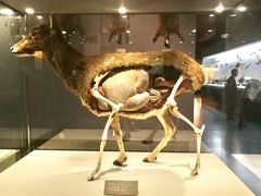 -青藏高原自然博物馆