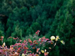 -北京西山国家森林公园