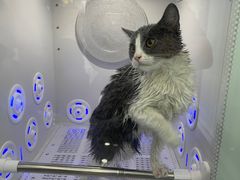 -爱洗澡的猫(望京店)