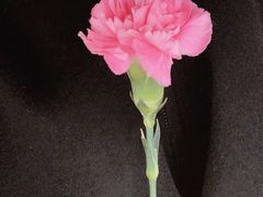-小白桦西餐厅