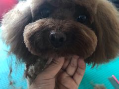 -优缇多格专业宠物美容师培训学校