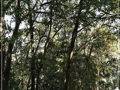 -黄埔油麻山森林公园