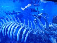 -哈尔滨波塞冬海底世界