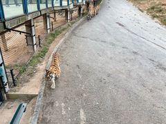 -大连森林动物园