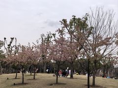 -新江湾城公园