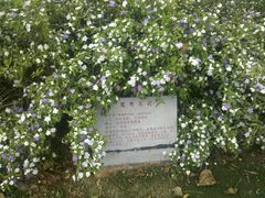 -中华茉莉园