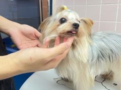 -FAELING PETS美天灵宠物(富力广场店)