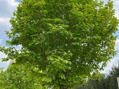 -济南国际园博园