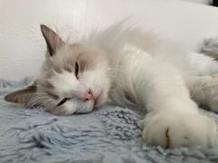 -拜鲁耶动物诊疗中心·宠家动物医院