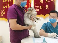 -创凡宠物医院·骨专科  猫科中心(西乡分院)