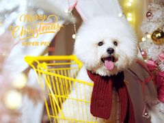 -超宠爱宠物摄影-Super pet