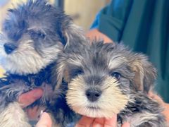 -翊宠yipet猫狗购宠庄园犬舍•猫舍